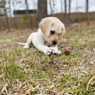 Picture of dog