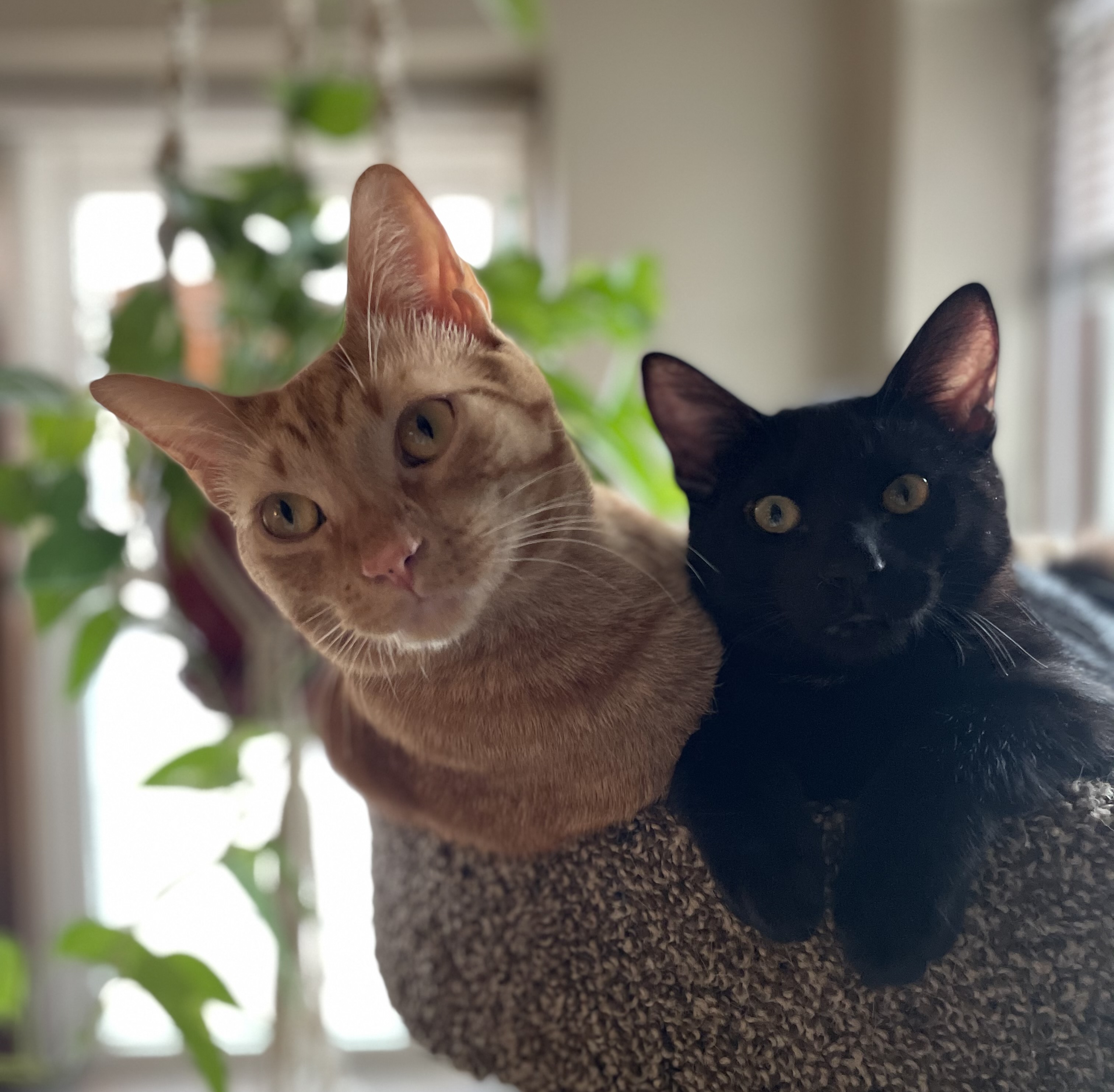 Cats